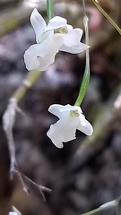Scaphyglottis fasciculata