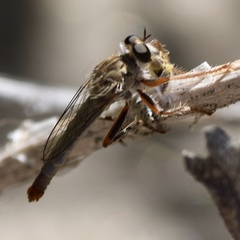 Stenopogon nigritulus