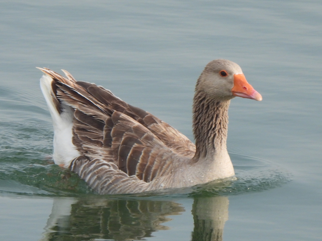 Domestic Greylag Goose From Alkurnaish, Al Khobar Saudi Arabia On March 