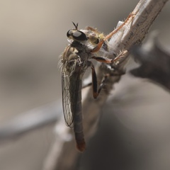 Stenopogon nigritulus