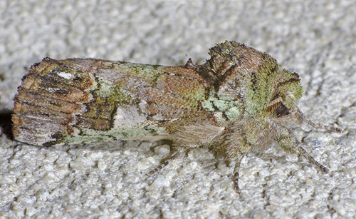 Photograph of Heterocampini