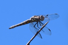 Libellula nodisticta