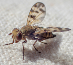 Melieria
