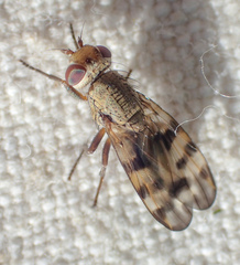 Melieria