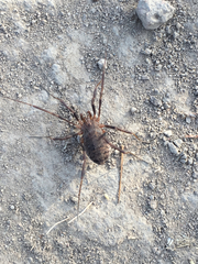 Protolophus rossi