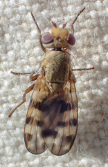 Melieria