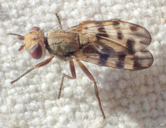 Melieria