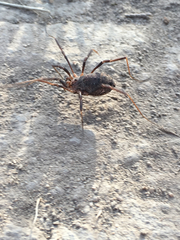 Protolophus rossi