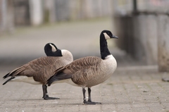 Branta canadensis