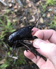 Procambarus troglodytes