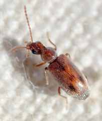 Notoxus lustrellus