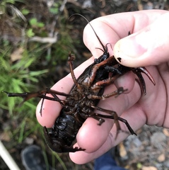 Procambarus troglodytes