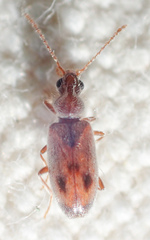 Notoxus lustrellus