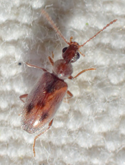 Notoxus lustrellus