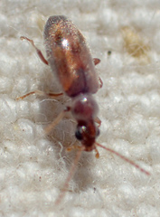 Notoxus lustrellus