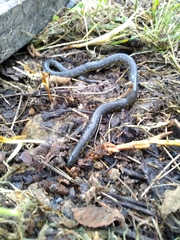 Atractus crassicaudatus