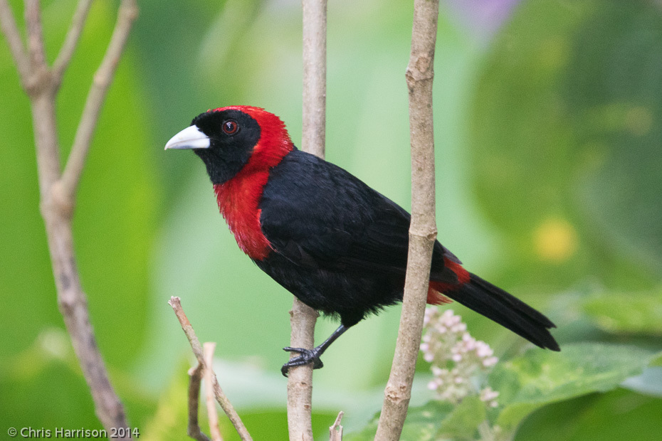 Crimson-collared Tanager (Ramphocelus sanguinolentus) · iNaturalist Guatemala