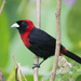 Crimson-collared Tanager - Photo (c) Chris Harrison, some rights reserved (CC BY-NC), uploaded by Chris Harrison