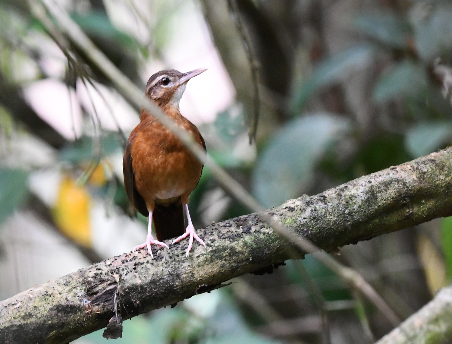 Pale-billed Hornero illustration