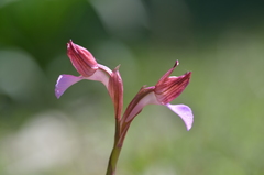 Anacamptis papilionacea