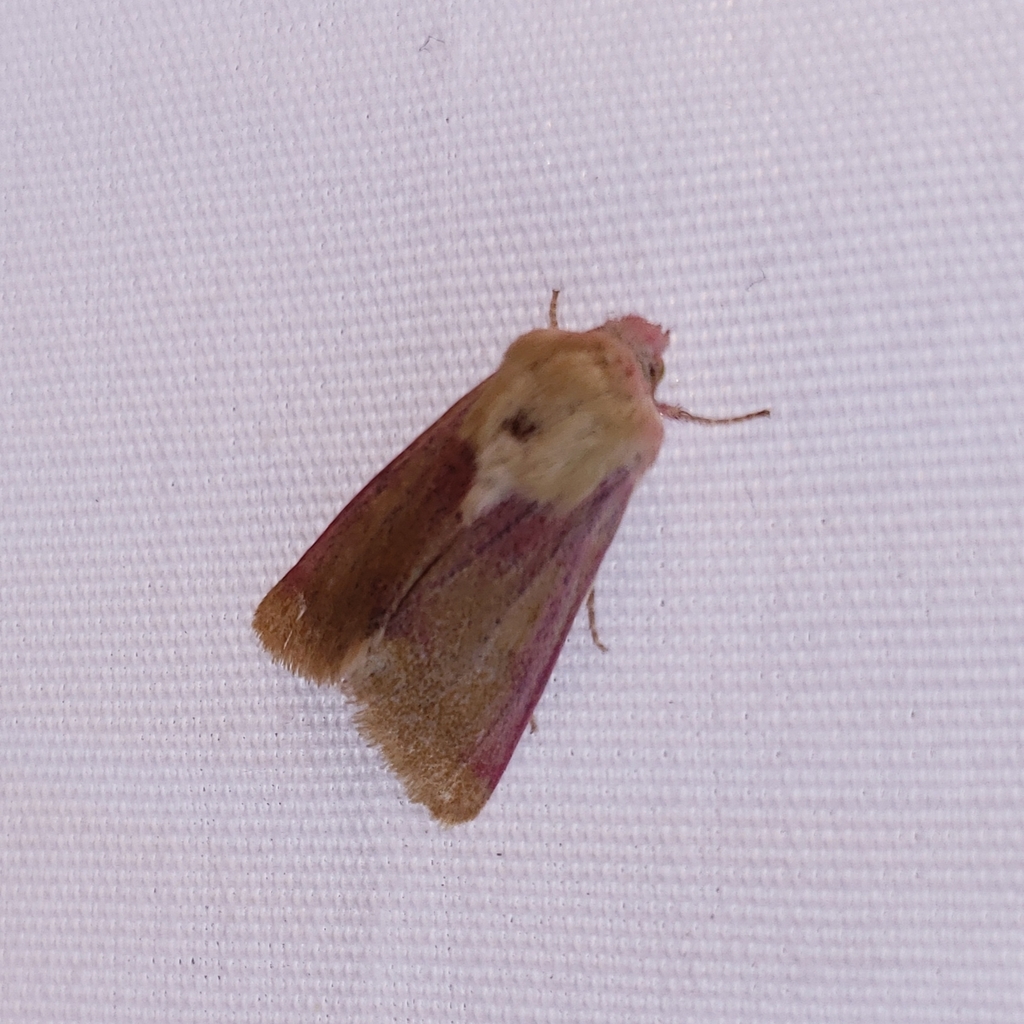 Schinia felicitata
