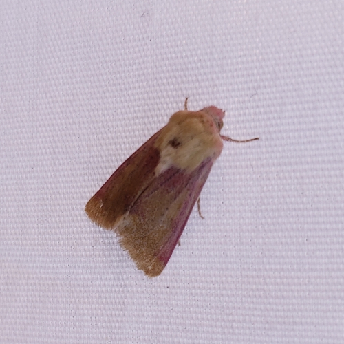 Schinia felicitata
