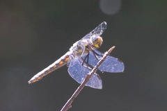 Libellula nodisticta