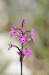 Orchis quadripunctata