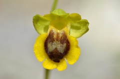 Ophrys lutea