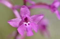 Orchis quadripunctata