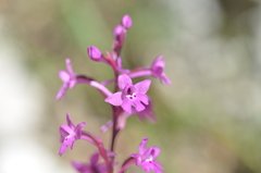Orchis quadripunctata