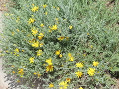 Xanthisma spinulosum