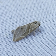 Plagiomimicus tepperi