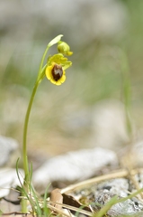 Ophrys lutea