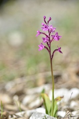 Orchis quadripunctata