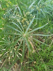Cyperus serotinus