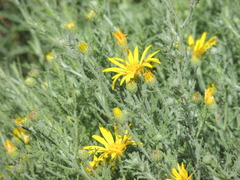 Xanthisma spinulosum