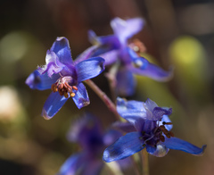 Delphinium parishii