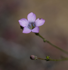 Polemoniaceae