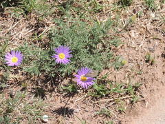 Machaeranthera tanacetifolia