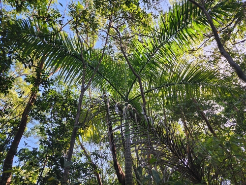 Cuban royal palm (Roystonea regia)