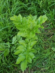 Aegopodium