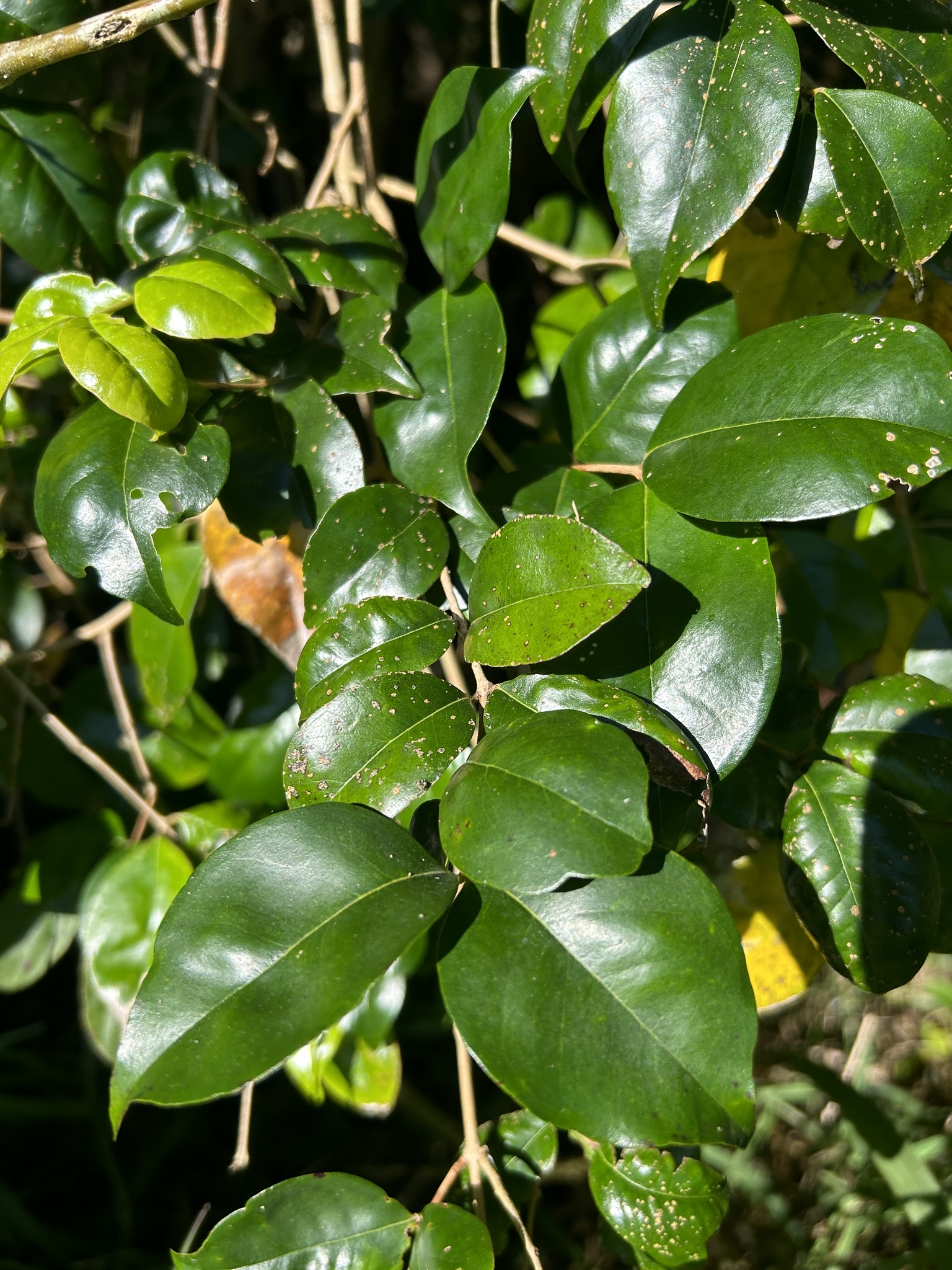 Imagem de Cambuí-preto