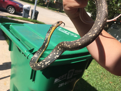 Coluber constrictor anthicus