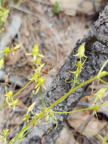 Mt. Graham Spurred Gentian (Halenia recurva)