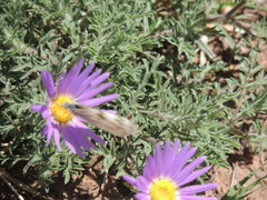 Machaeranthera tanacetifolia