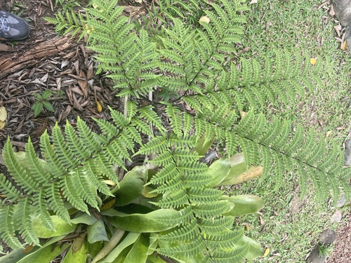 Pteris tripartita image