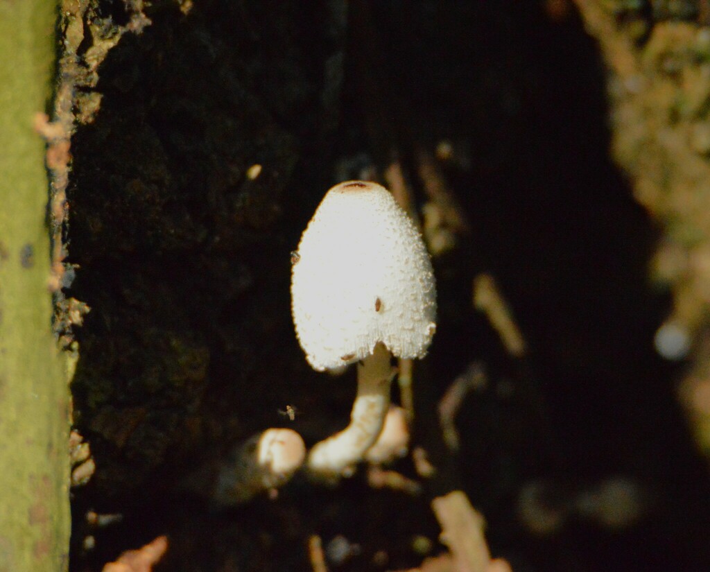 Leucocoprinus cepistipes · September 2023 · photo: © andreaargentinat (iNaturalist, cc-by)
