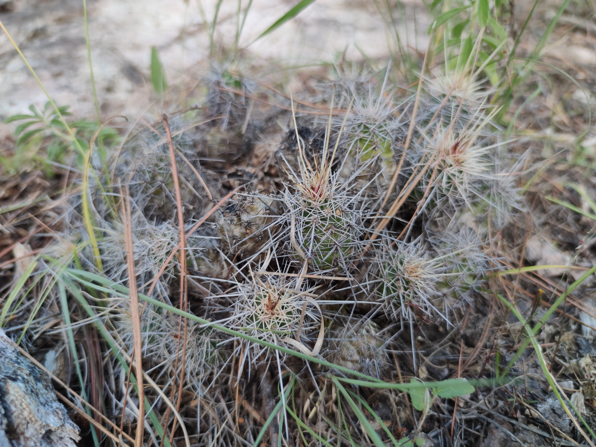 Echinocereus salm-dyckianus