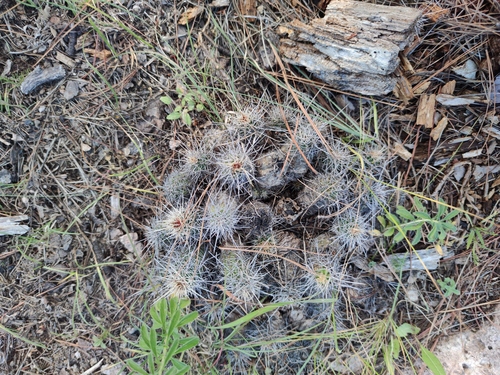 Echinocereus salm-dyckianus